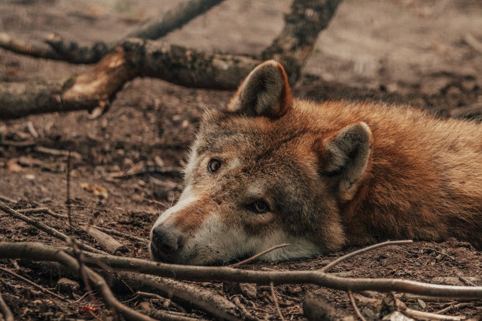  Warum Wolf für die Natur wichtig ist