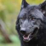 Bedeutung des Wolfs für die Natur