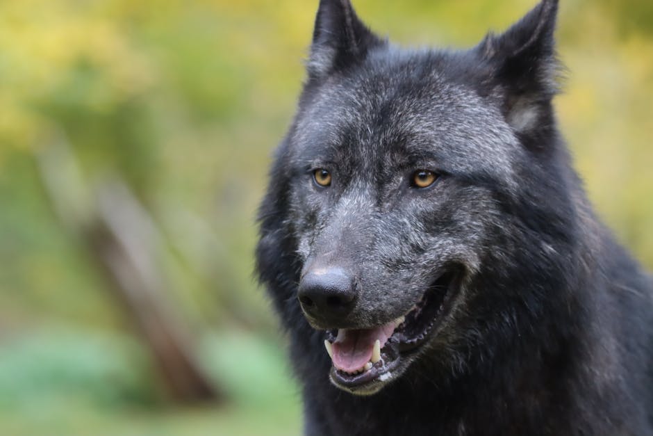 Bedeutung des Wolfs für die Natur