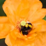 Bienen wichtig für die Erhaltung unserer Natur