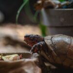 Griechische Landschildkröten Nahrung in der Natur