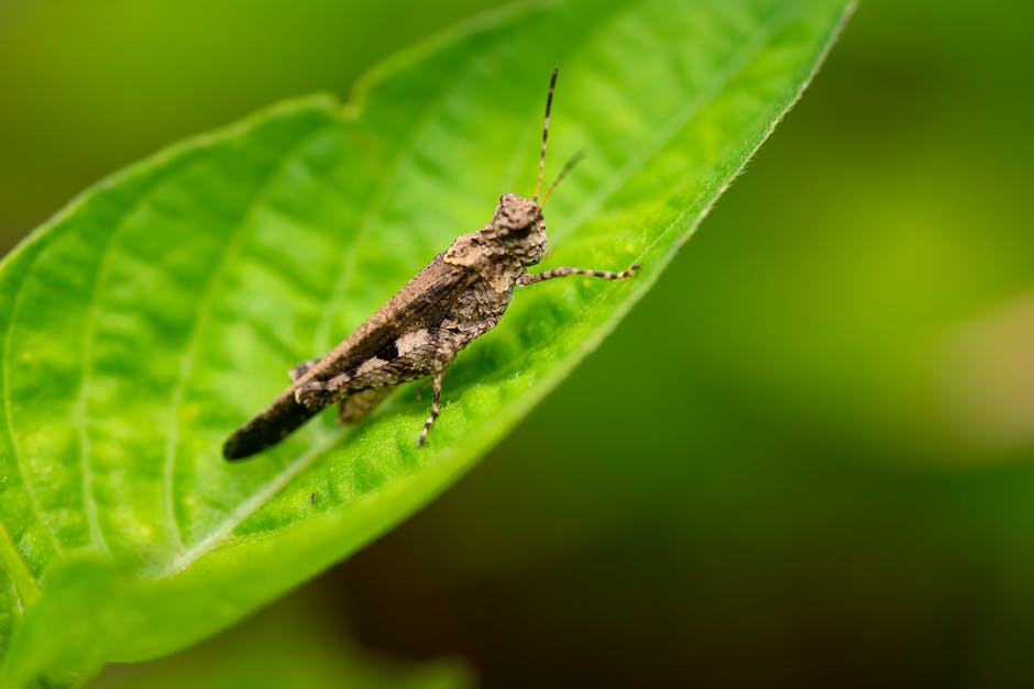 Heuschrecken fressen Pflanzen, Insekten und andere kleine Tiere in der Natur.