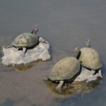 Wasserschildkröten-Nahrungsquellen-in-der-Natur