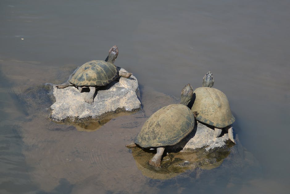 Wasserschildkröten-Nahrungsquellen-in-der-Natur