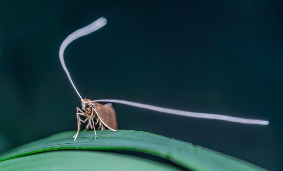 Natürliche Mücken-Abwehrmaßnahmen