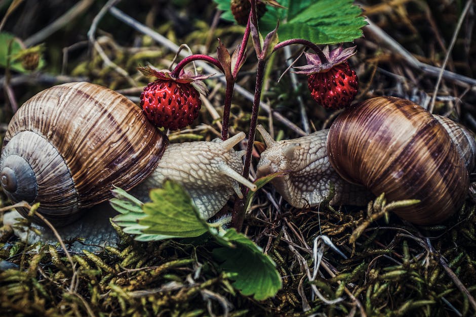 natürliche Mittel gegen Schnecken