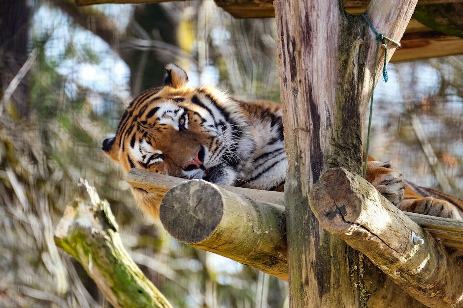 Tigerarten, die nicht in der Natur vorkommen