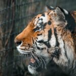 Welche Tiger gibt es nicht in der Natur: Liste der ausgestorbenen Tigerarten
