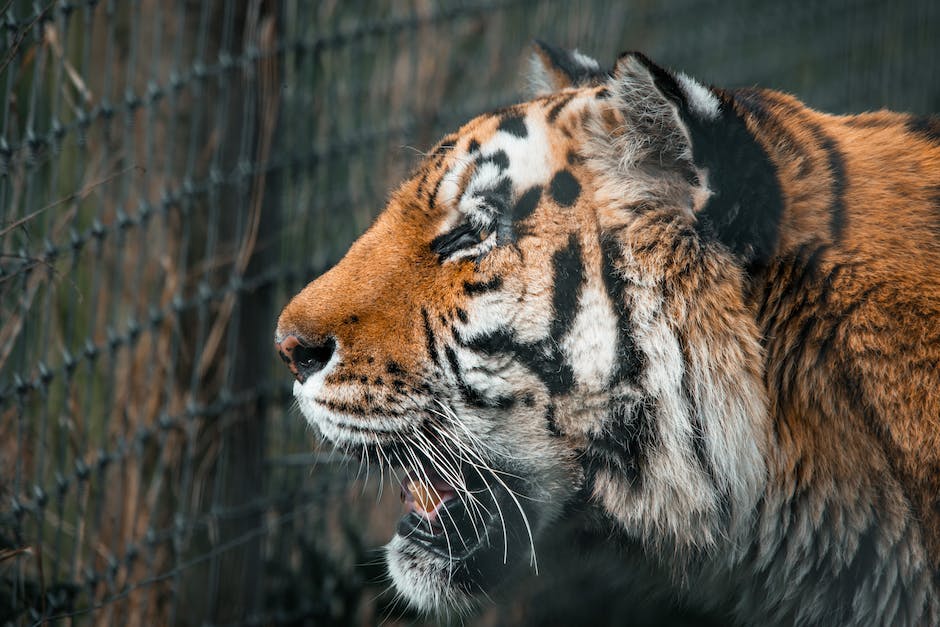 Welche Tiger gibt es nicht in der Natur: Liste der ausgestorbenen Tigerarten