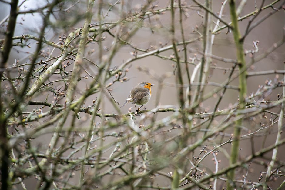 Rotkehlchen Lebensdauer Natur