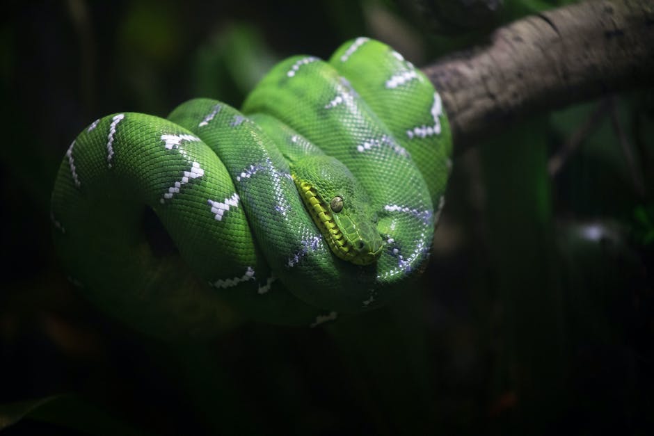 Schlangenalter in der Natur