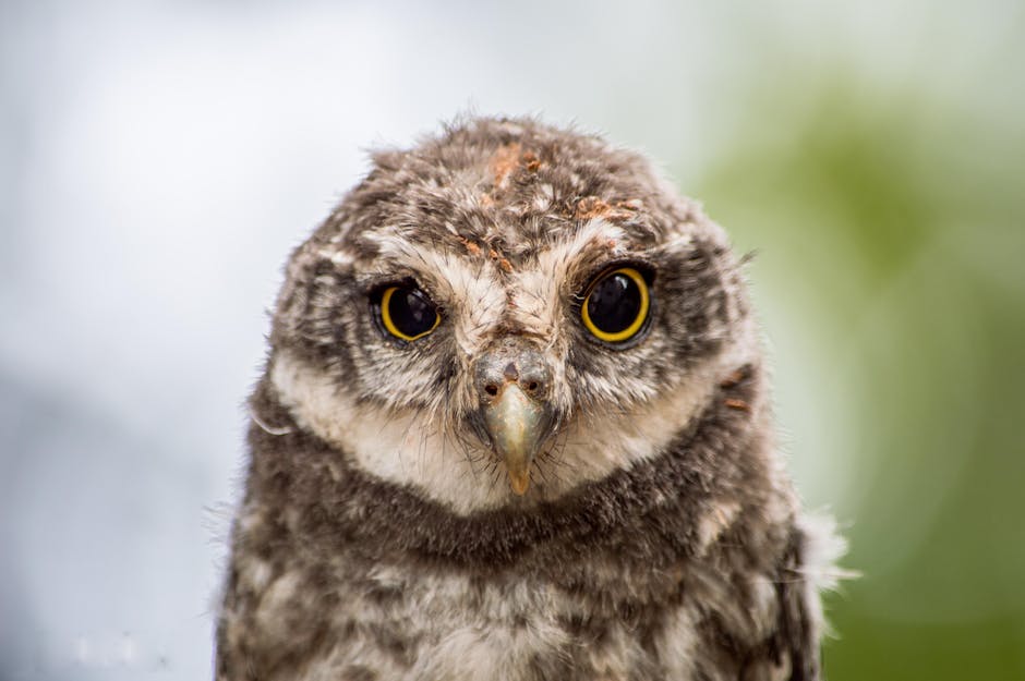 Alter von Wildvögeln in der Natur