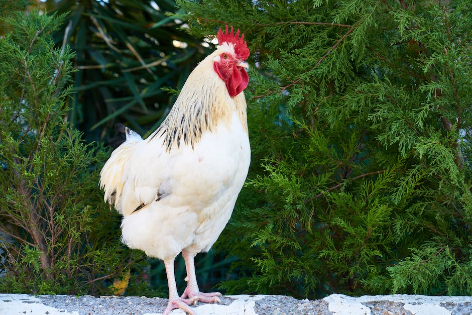  Anzahl Eier, die ein wildes Huhn pro Jahr legt