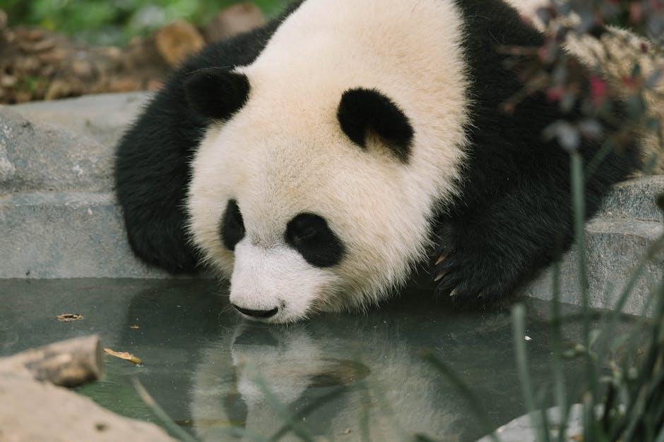  Pandabären leben in freier Natur in China