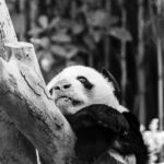 Pandabären leben in freier Wildbahn in China