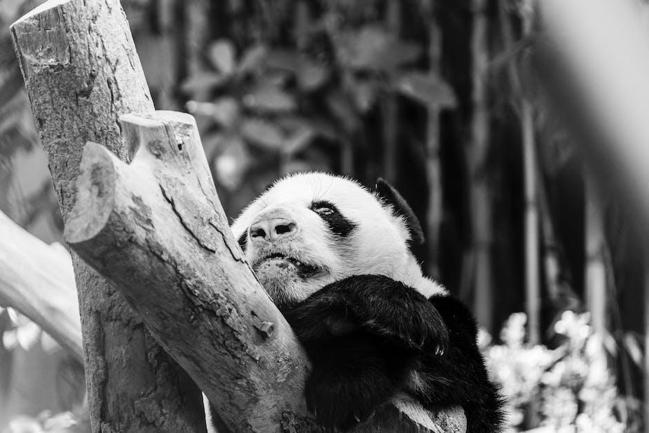 Pandabären leben in freier Wildbahn in China
