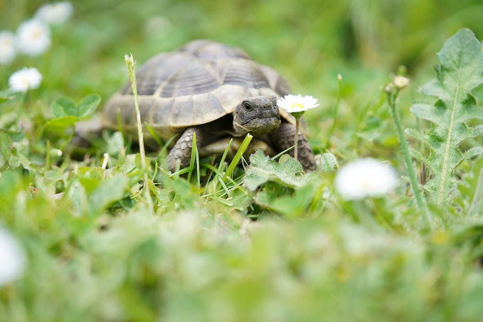 Riesenschildkröten in der freien Natur lebend
