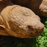 Riesenschildkröten-Lebensraum in der Natur