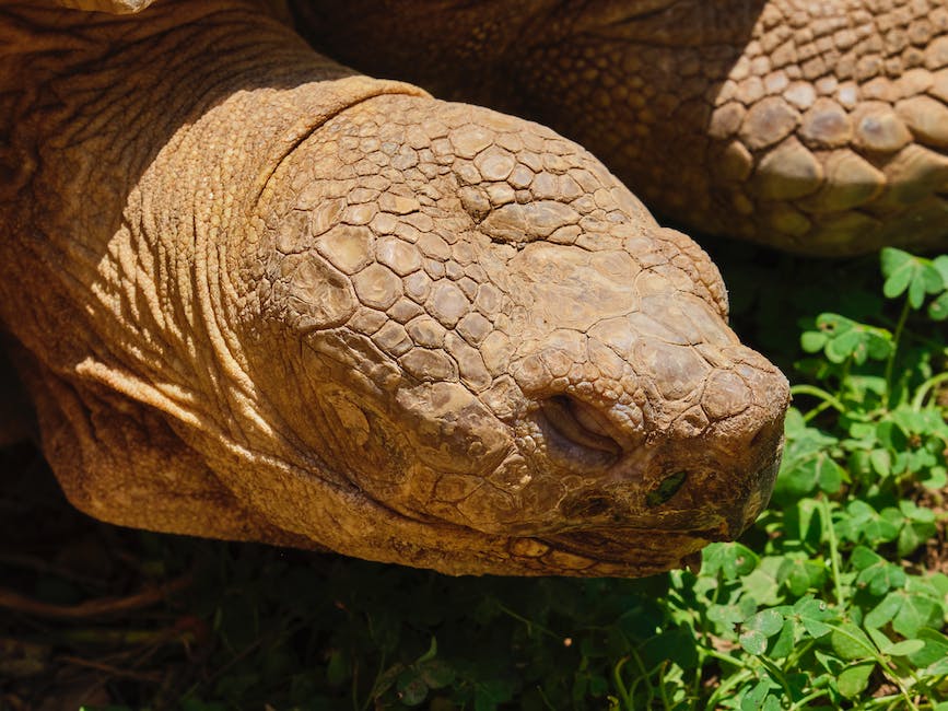 Riesenschildkröten-Lebensraum in der Natur