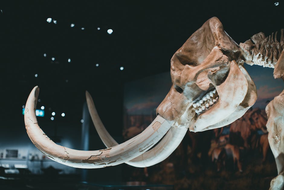 Einblicke in die Naturgeschichte geben: das Natural History Museum