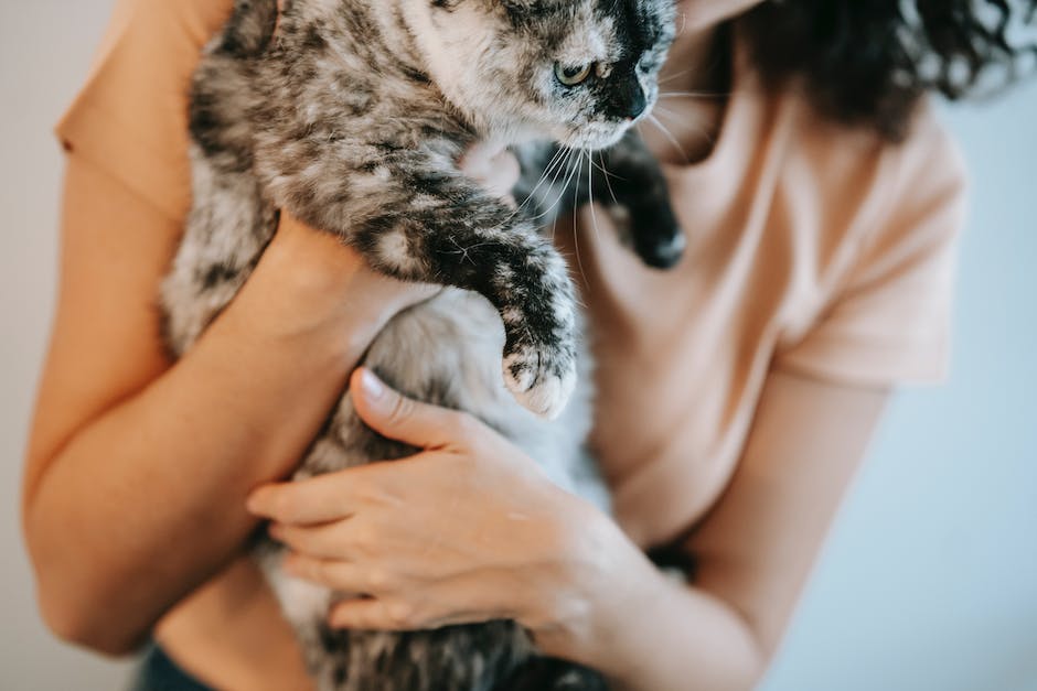 Natürliche Feinde von Katzen