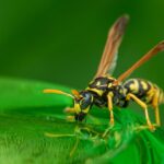 Natürliche Feinde von Wespen