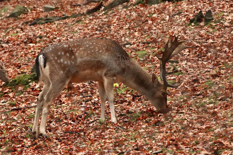 Metalle in der Natur vorkommen