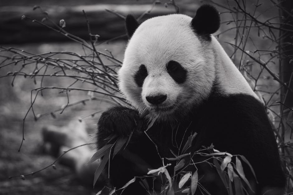 Pandabären in freier Wildbahn