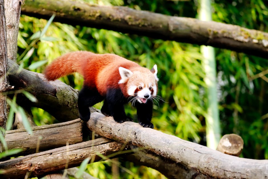 Pandabär natürliche Lebensräume