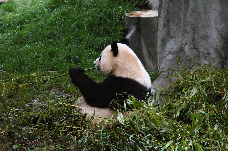 Pandabär lebt in freier Natur in China