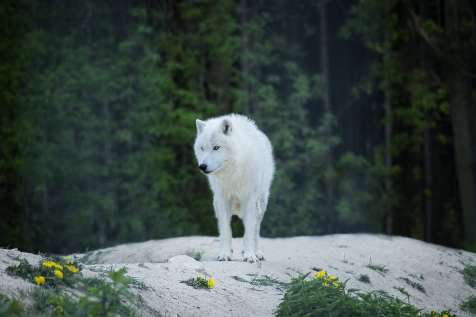  Pandabären natürliche Lebensräume