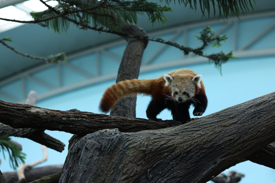 Pandabären in freier Natur leben heutzutage in China