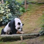 Pandabär lebende Heimat, freie Natur