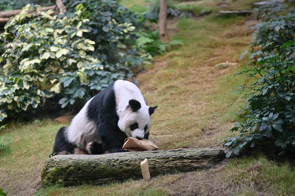 Pandabär lebende Heimat, freie Natur