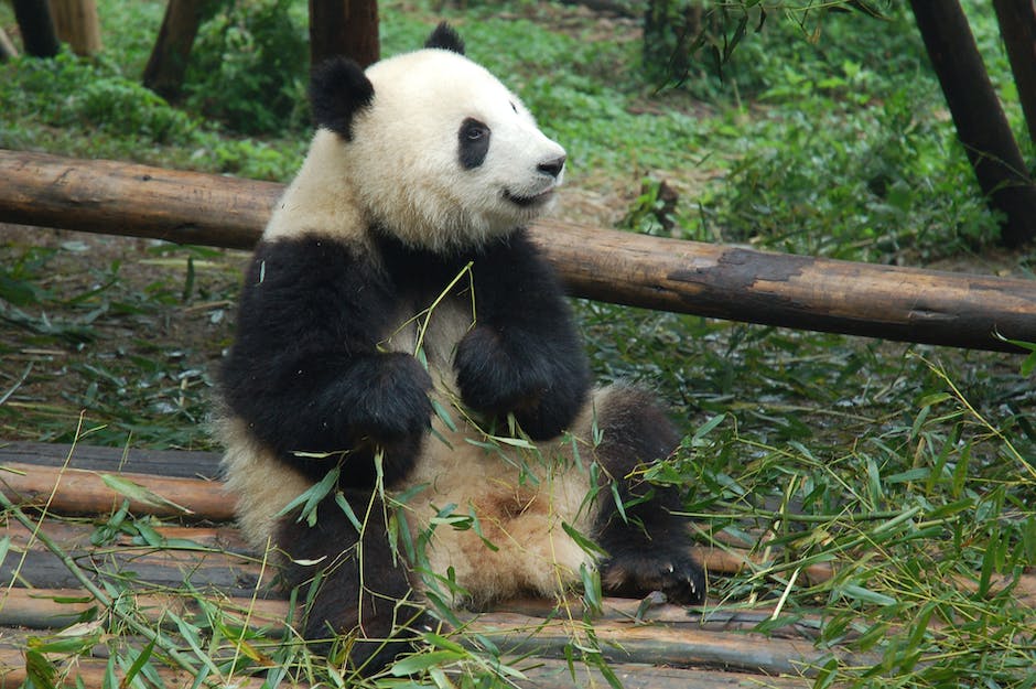 Pandabären in freier Natur