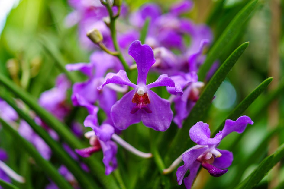  Orchideen wachsen in der Natur vor allem in den tropischen Wäldern/Regenwäldern.