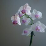 Orchideenwachstum in der Natur