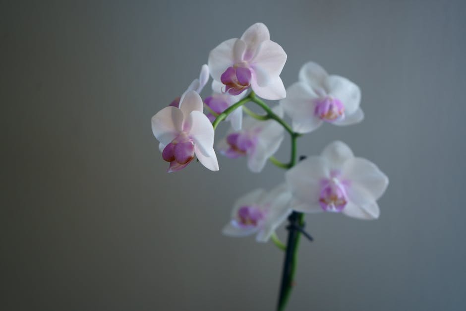 Orchideenwachstum in der Natur